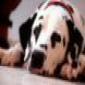 firedog's picture firedog's picture